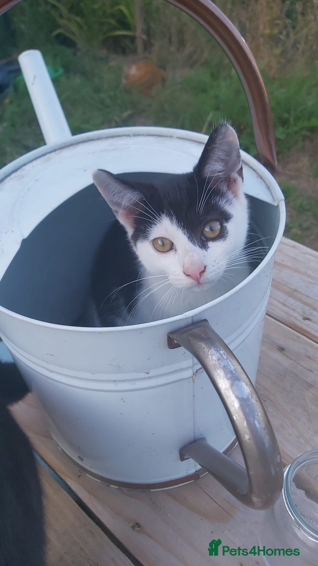 Mixed Breed cats for sale: Little boy needs a new home - Image 1