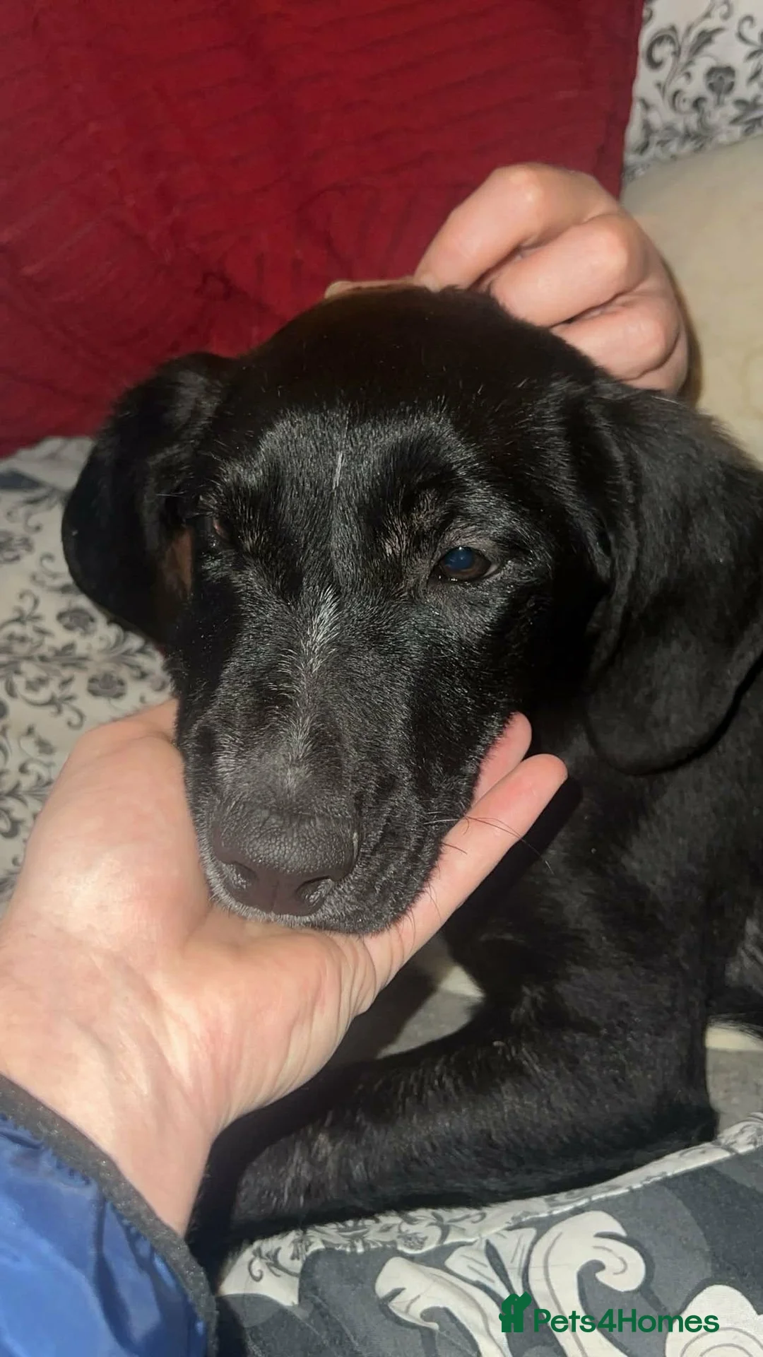 Mixed Breed dogs for adoption: Roonie 5 month Lab Cross  - Advert 2