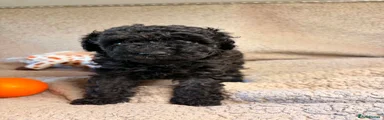 Toy Poodle 1
