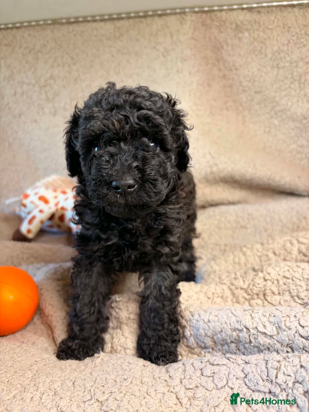 Toy Poodle dogs for sale: Beautiful Toy Poodle Puppies – 3 Girls & 1 Boy - Advert 6