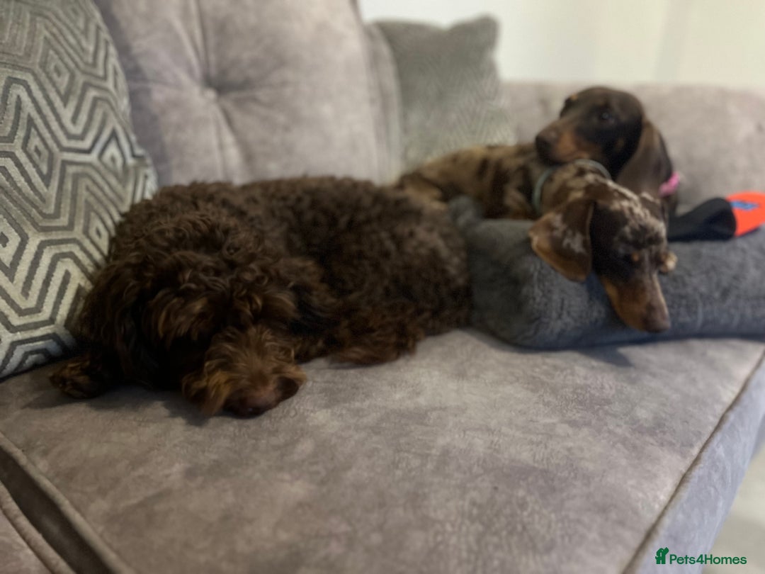 Cockapoo dogs for stud: 🍪 COOKIE. FOR STUD  - Advert 9