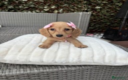 Miniature Dachshund dogs for sale: Long hair cream mini dachshund puppies 30th july in Liverpool - Image 26