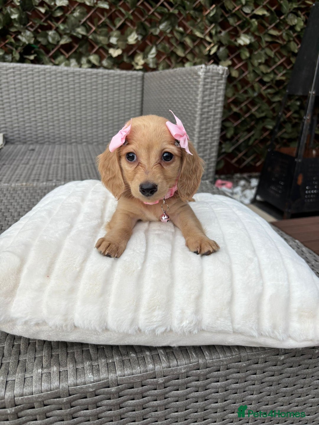 Miniature Dachshund dogs for sale: Long hair cream mini dachshund puppies 30th july in Liverpool - Image 26