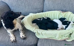 Mixed Breed dogs for sale: Cocker spaniel x Cavapoo puppies  - Image 7