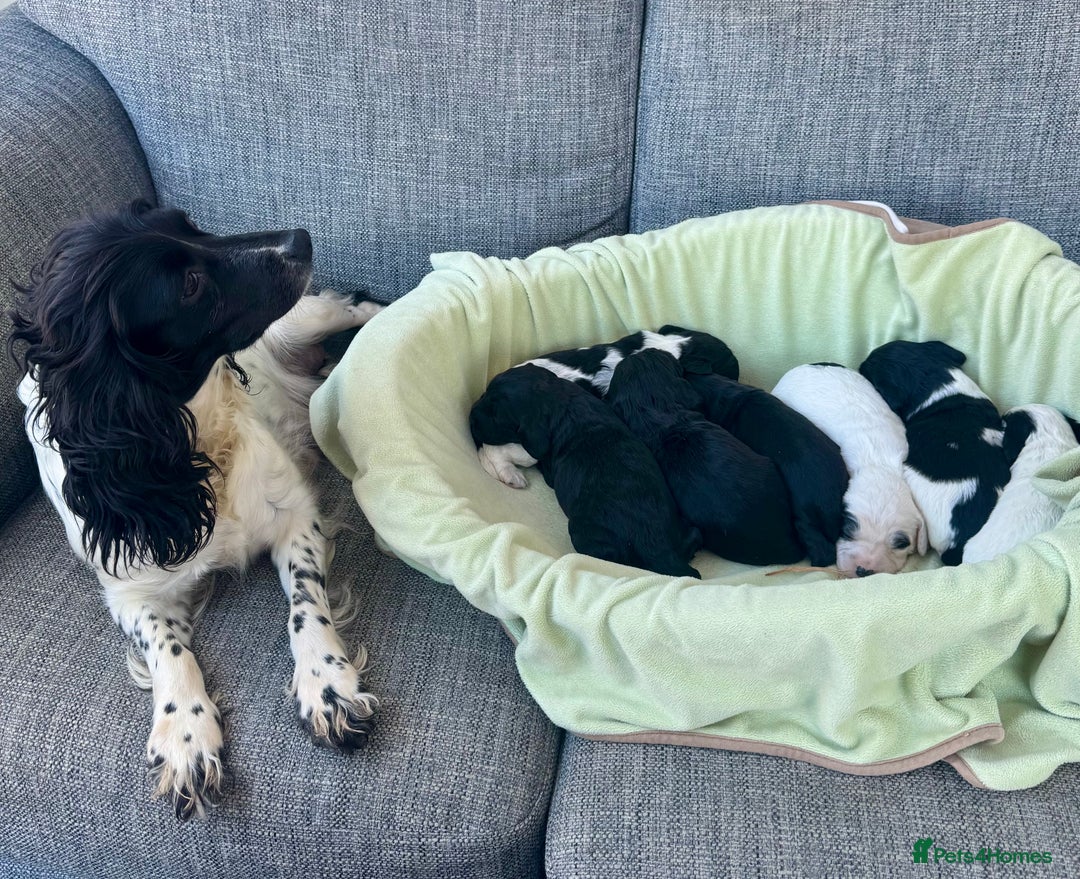 Mixed Breed dogs for sale: Cocker spaniel x Cavapoo puppies  - Image 7
