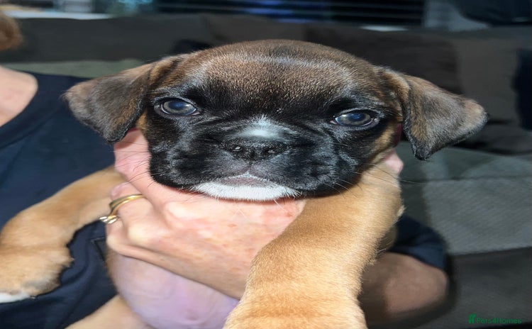 Boxer dogs - Advert 2