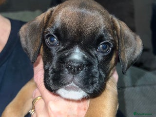 Boxer dogs - Advert 2