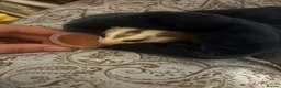 Sugar Glider rodents for sale: 2 Male Bonded Sugar Gliders in Skegness - Advert 2