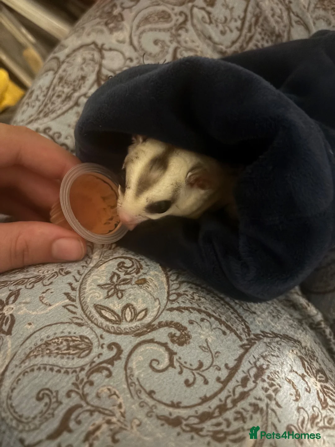 Sugar Glider rodents for sale: 2 Male Bonded Sugar Gliders in Skegness - Advert 2