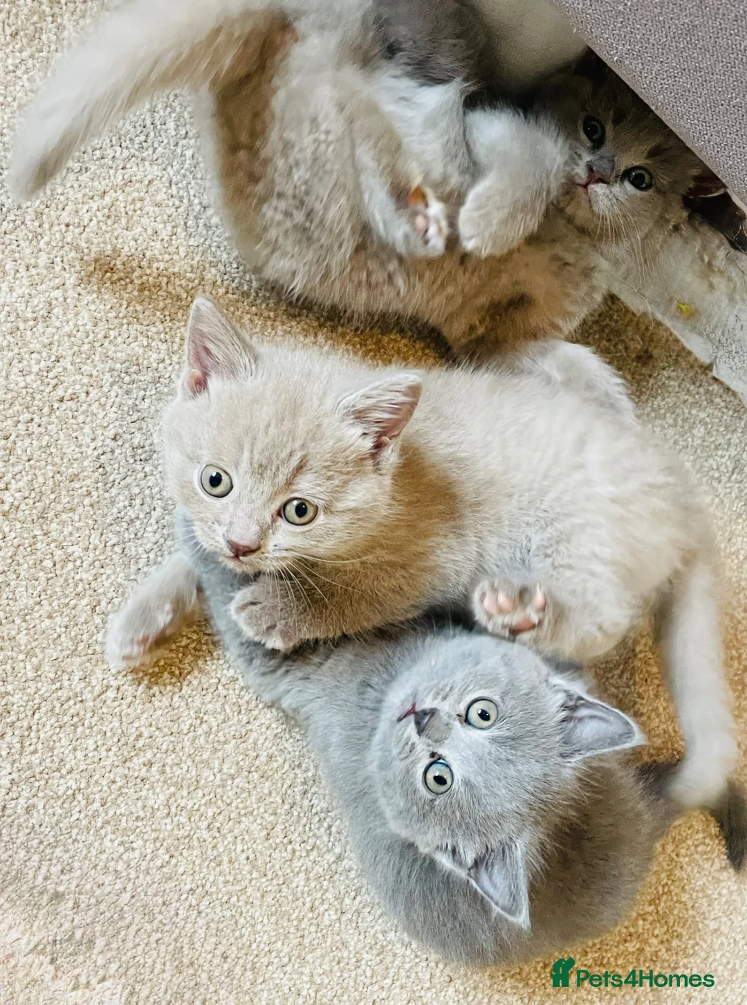 Russian Blue cats for sale: Beautiful Russian Blue/British Shorthair Kittens  in Wimborne - Advert 2