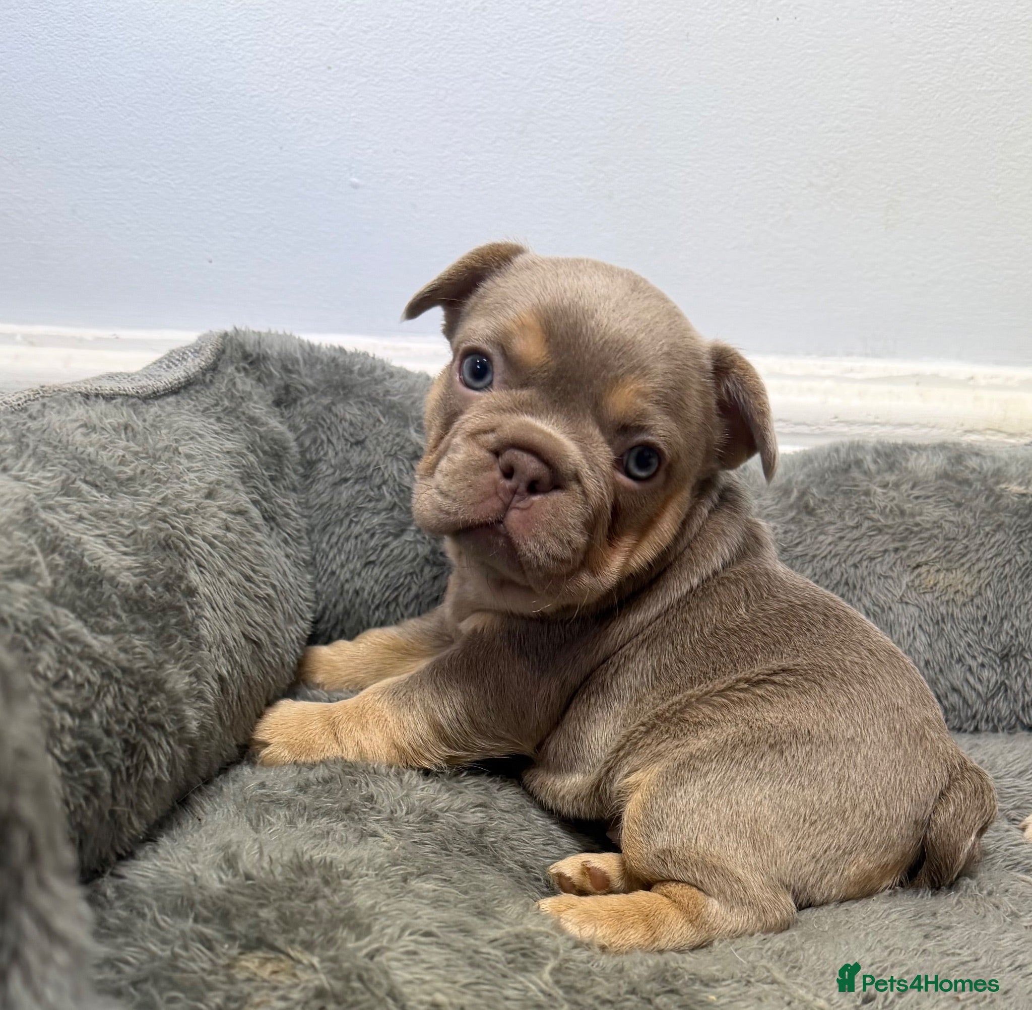 French Bulldog dogs Exotic French bulldog puppies/Health Tested Parent - Advert 1