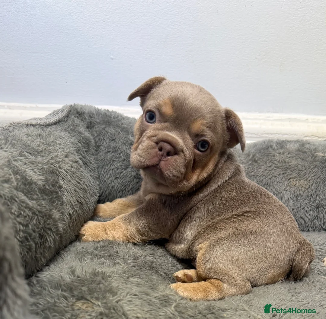 French Bulldog dogs for sale: Exotic French bulldog puppies/Health Tested Parent in Stoke-on-Trent - Advert 1