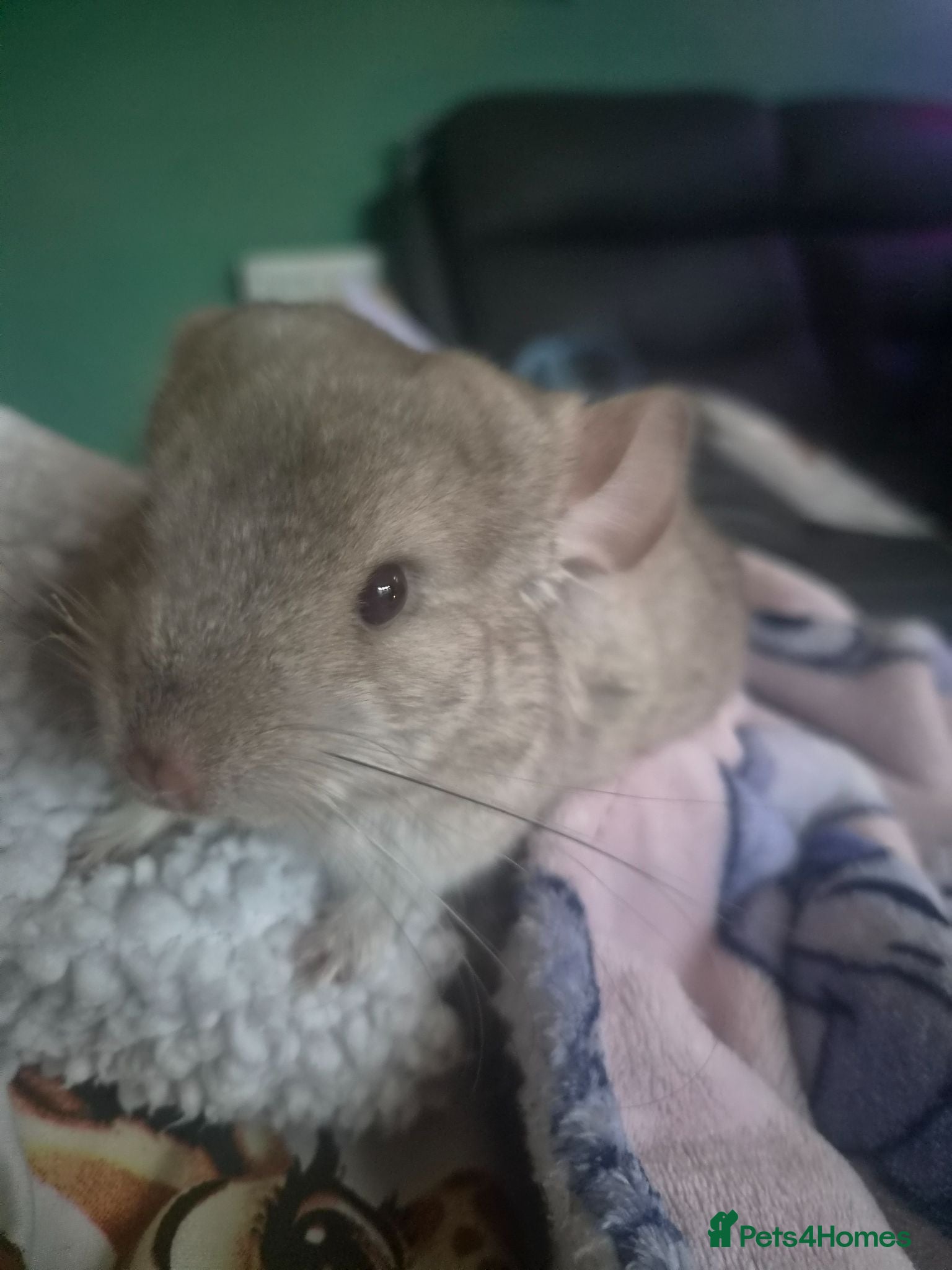 Chinchilla rodents Female chinchilla with cage  - Advert 9