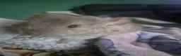 Chinchilla rodents for sale: Female chinchilla with cage  - Advert 1