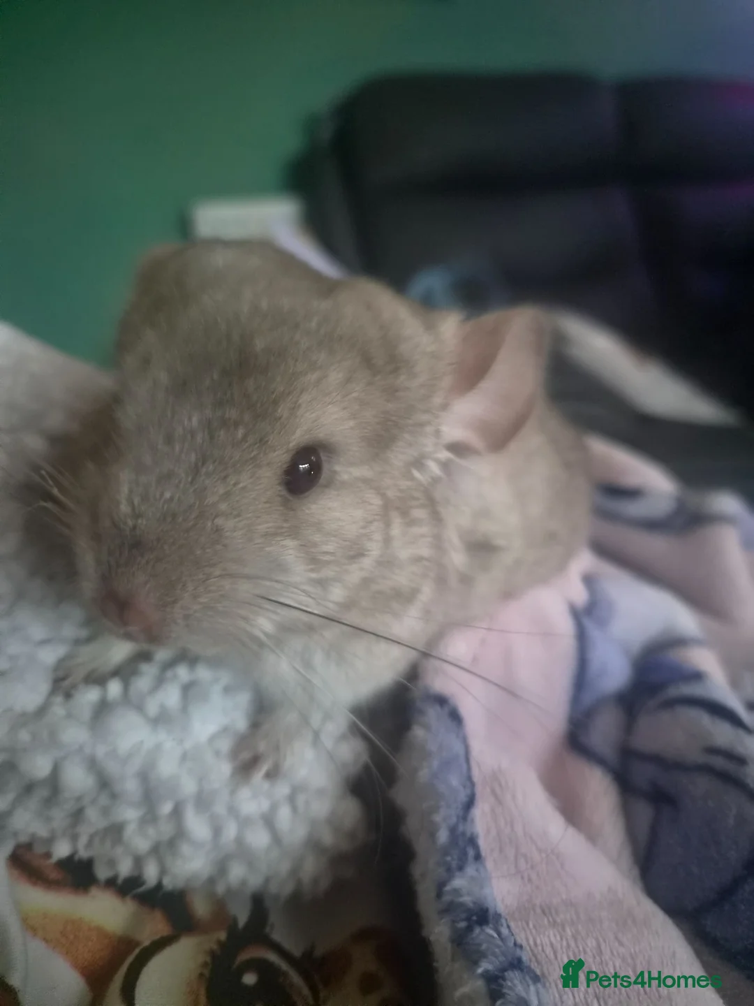 Chinchilla rodents for sale: Female chinchilla with cage  - Advert 1