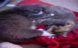 Mixed Breed cats for sale: 1 fluffy kitten + 3 farm rescue semi tame - Image 12