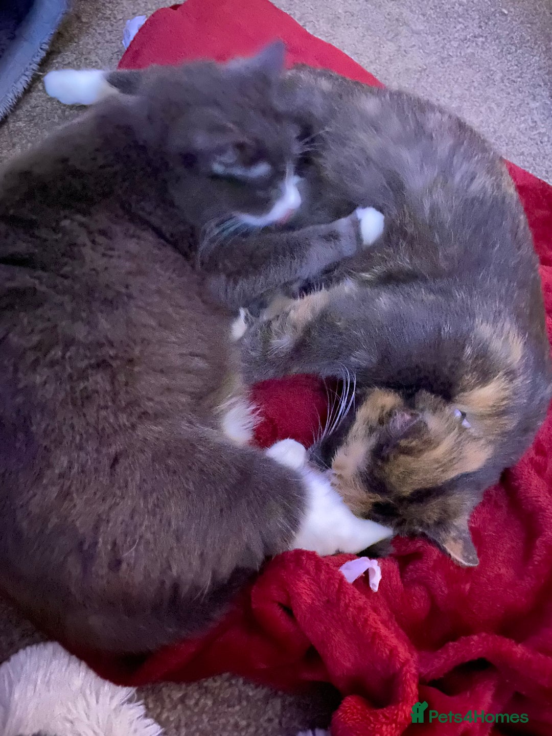 Mixed Breed cats for sale: 1 fluffy kitten + 3 farm rescue semi tame - Image 12