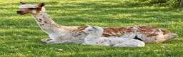 Alpaca livestock for sale: A very special breeding group of 16 alpacas - Advert 3