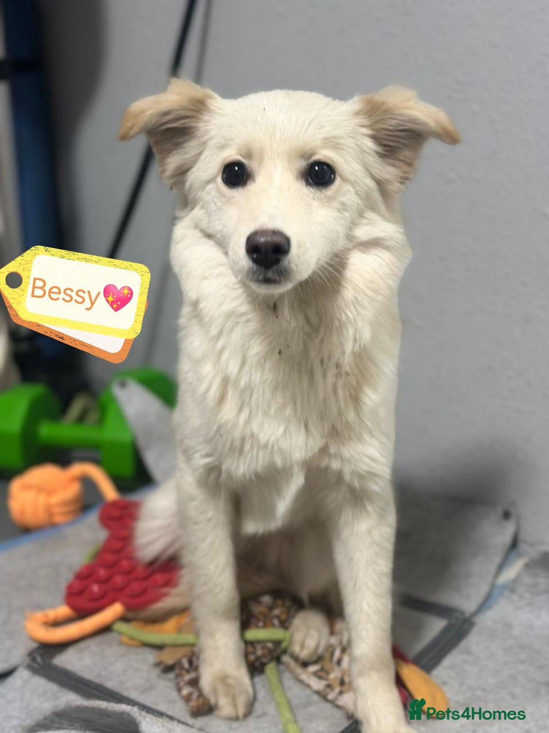 Mixed Breed dogs for adoption: 💖🐶 BESSY & MIKUSHA 💖🐶 - Advert 4