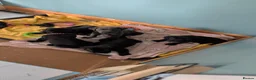 Cane Corso dogs for sale: Beautiful Purebred Cane corso puppies - Advert 5