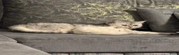 Mixed Breed cats for sale: Adorable kitten - Advert 2