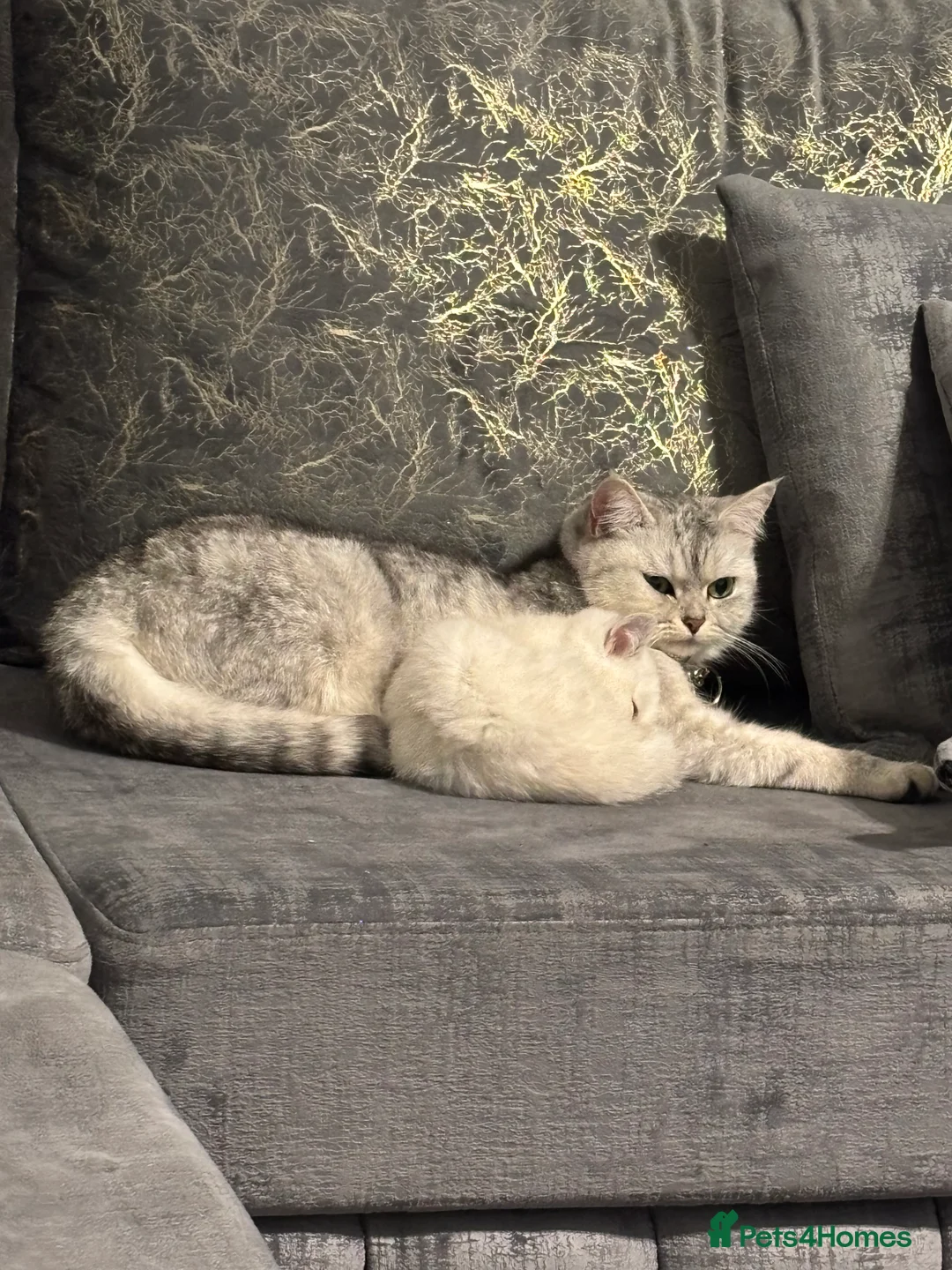Mixed Breed cats for sale: Adorable kitten - Advert 2