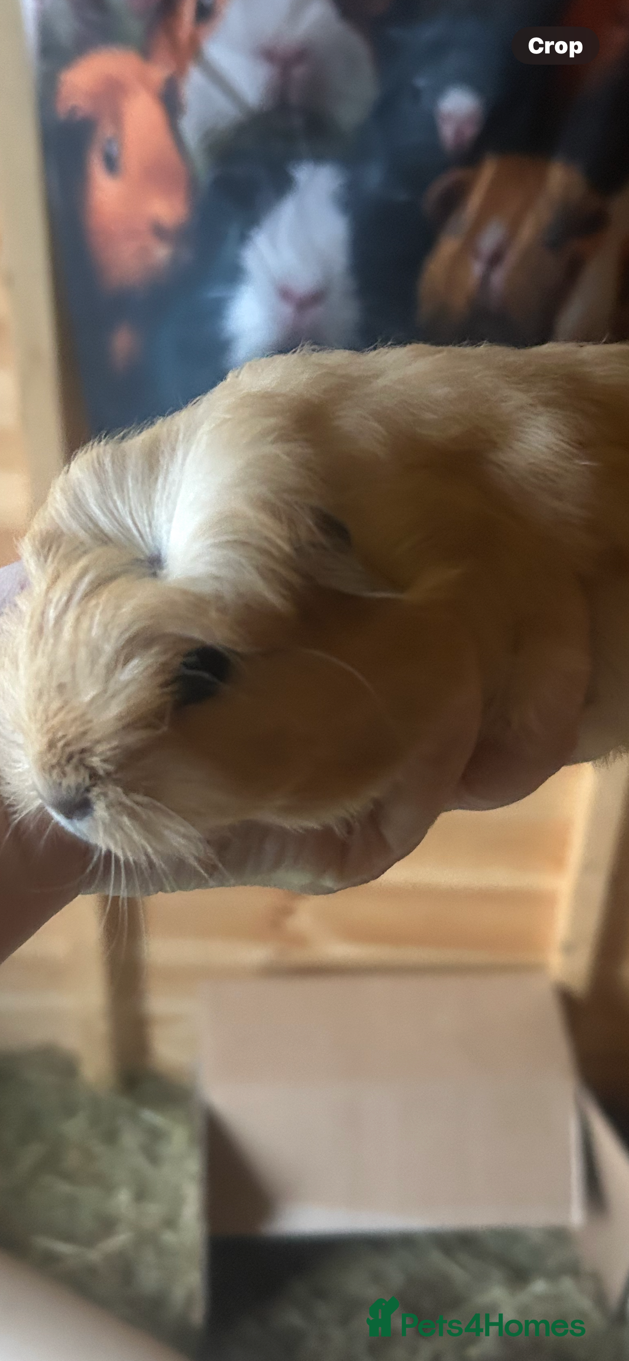 Guinea Pig rodents Male guinespig - Advert 21