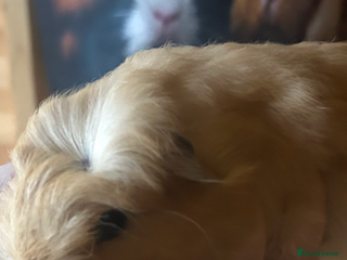 Guinea Pig rodents Male guinespig - Advert 21