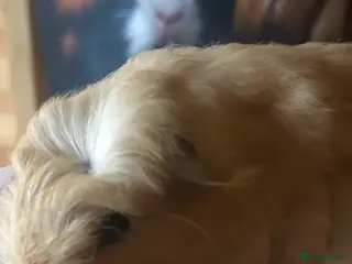 Guinea Pig rodents Male guinespig - Advert 8