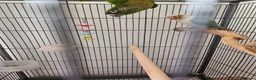 Conures birds for sale: Lovely pair of boy conures - Advert 3