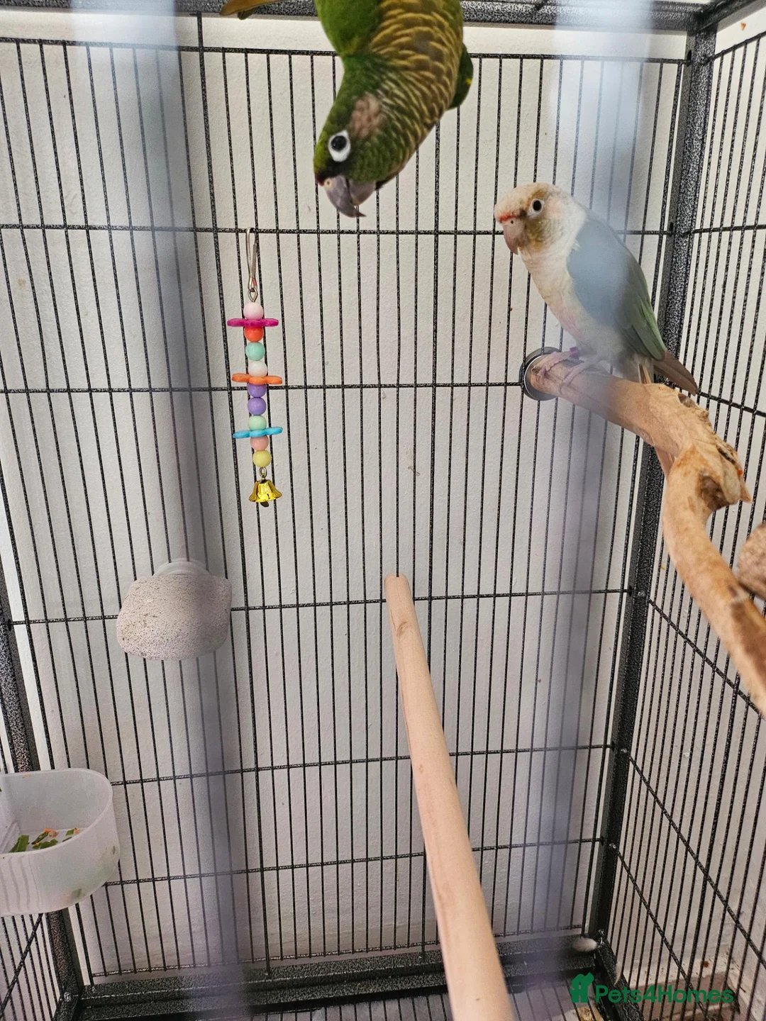 Conures birds for sale: Lovely pair of boy conures - Advert 3