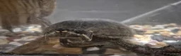 Turtle reptiles for sale: Map & musk turtle needing new home  in Kirkcaldy - Advert 3