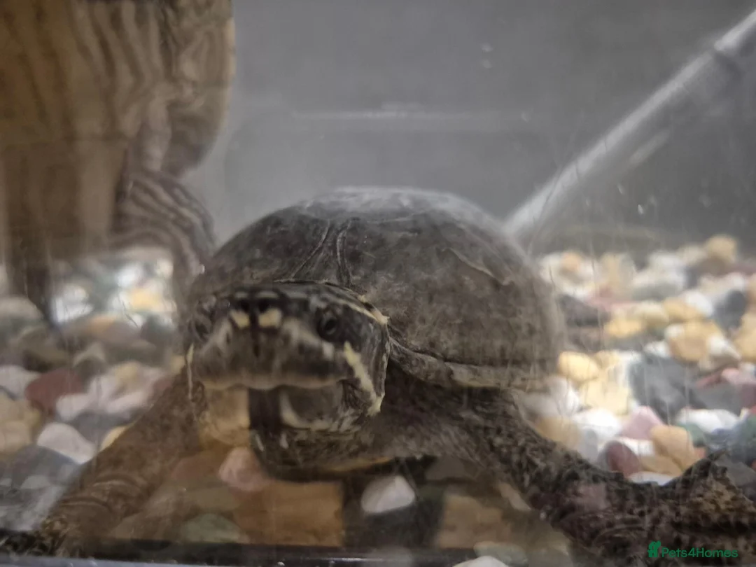 Turtle reptiles for sale: Map & musk turtle needing new home  in Kirkcaldy - Advert 3