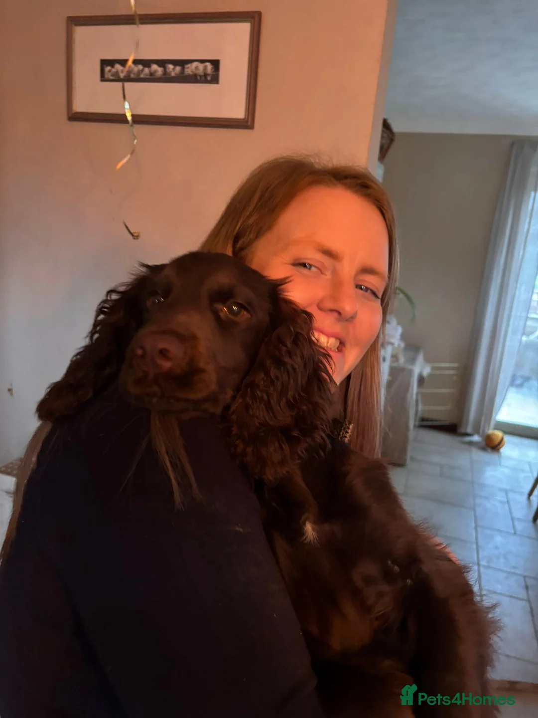 Cocker Spaniel dogs for sale: 6 month old Working Cocker spaniel Bitch - Advert 5