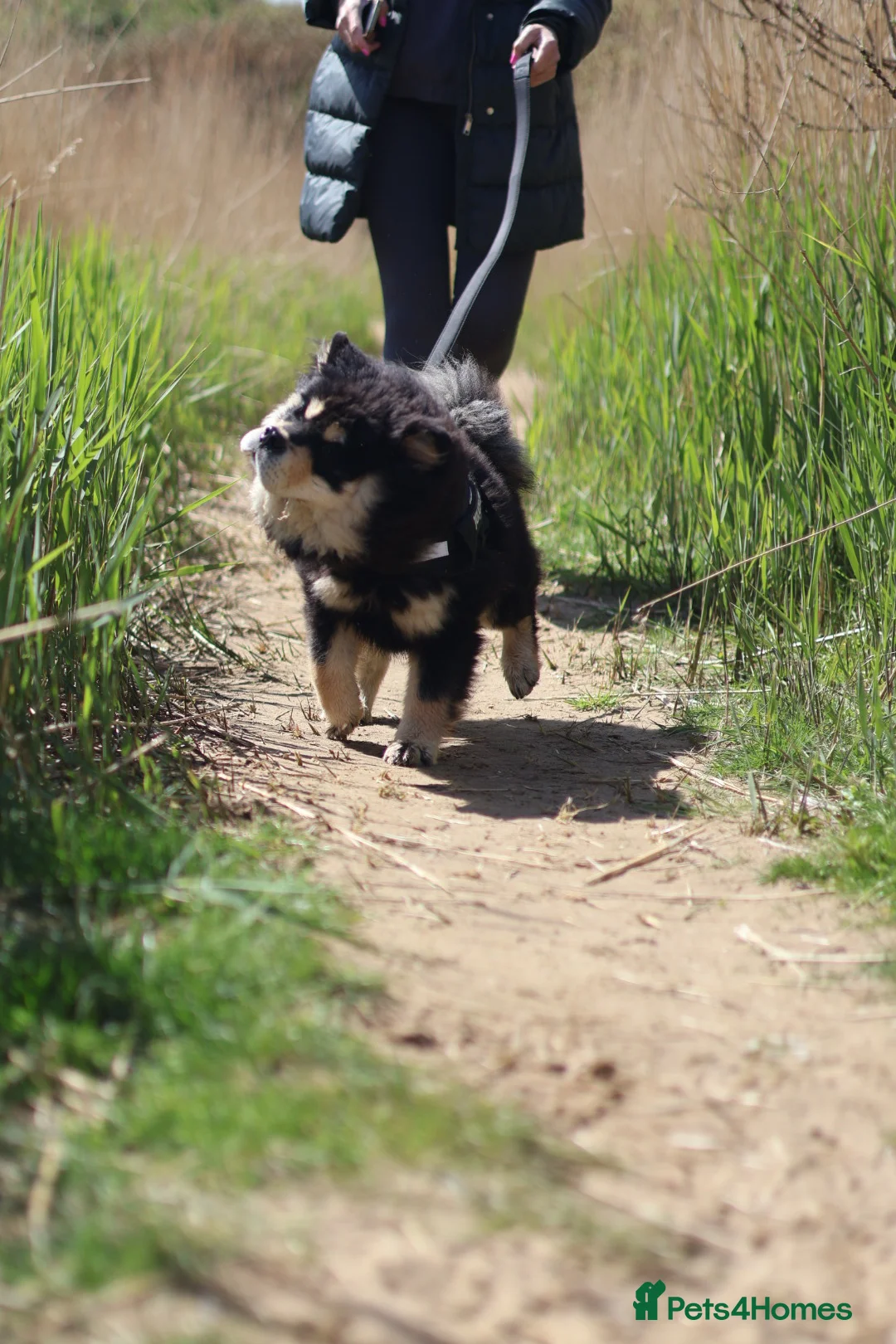 Chow Chow dogs for sale: Eevee - 7 month old chow  - Advert 2