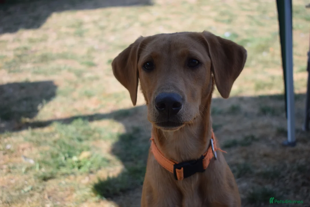 Labrador Retriever dogs for sale: Stunning 14 month old labby bitch - Advert 2