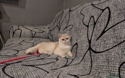 British Shorthair cats for sale: Little funny adorable girl  - Image 11