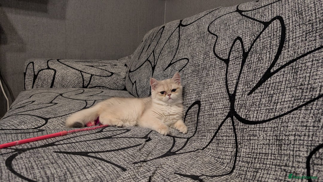 British Shorthair cats for sale: Little funny adorable girl  - Image 11