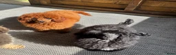 Toy Poodle dogs for sale: Beautiful Asian toy poodles  - Advert 9