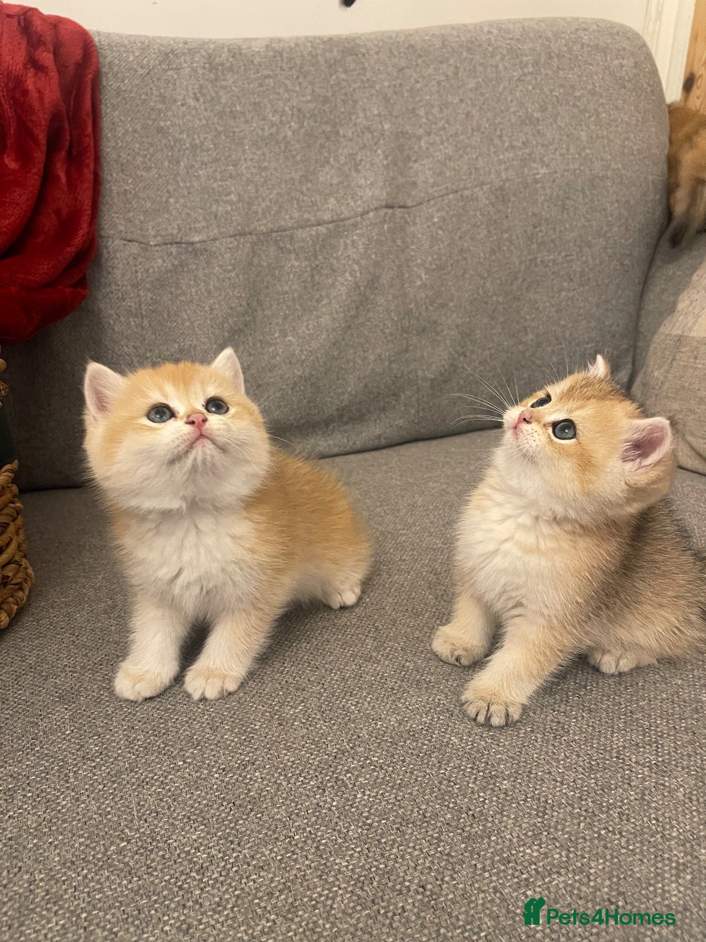 British Shorthair cats Beautiful BSH BLH NY12 Boys - Advert 2