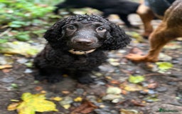 Irish Water Spaniel dogs for sale: Irish water spaniel pup - Image 4