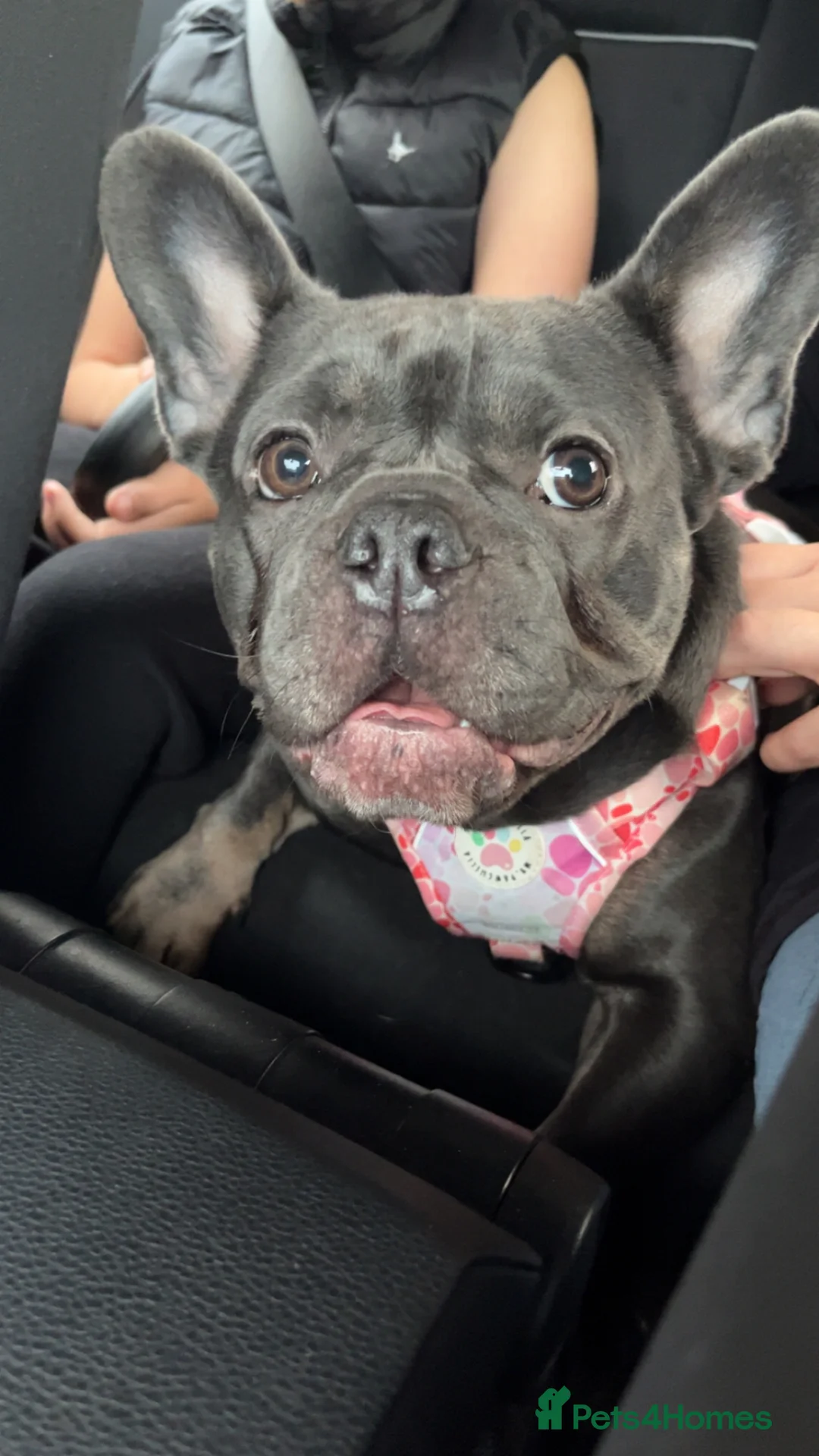 French Bulldog dogs for sale: Male brown and tan French bulldog - Advert 2