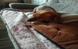 Dachshund dogs for sale: Beautiful mini Daschund  - Image 4