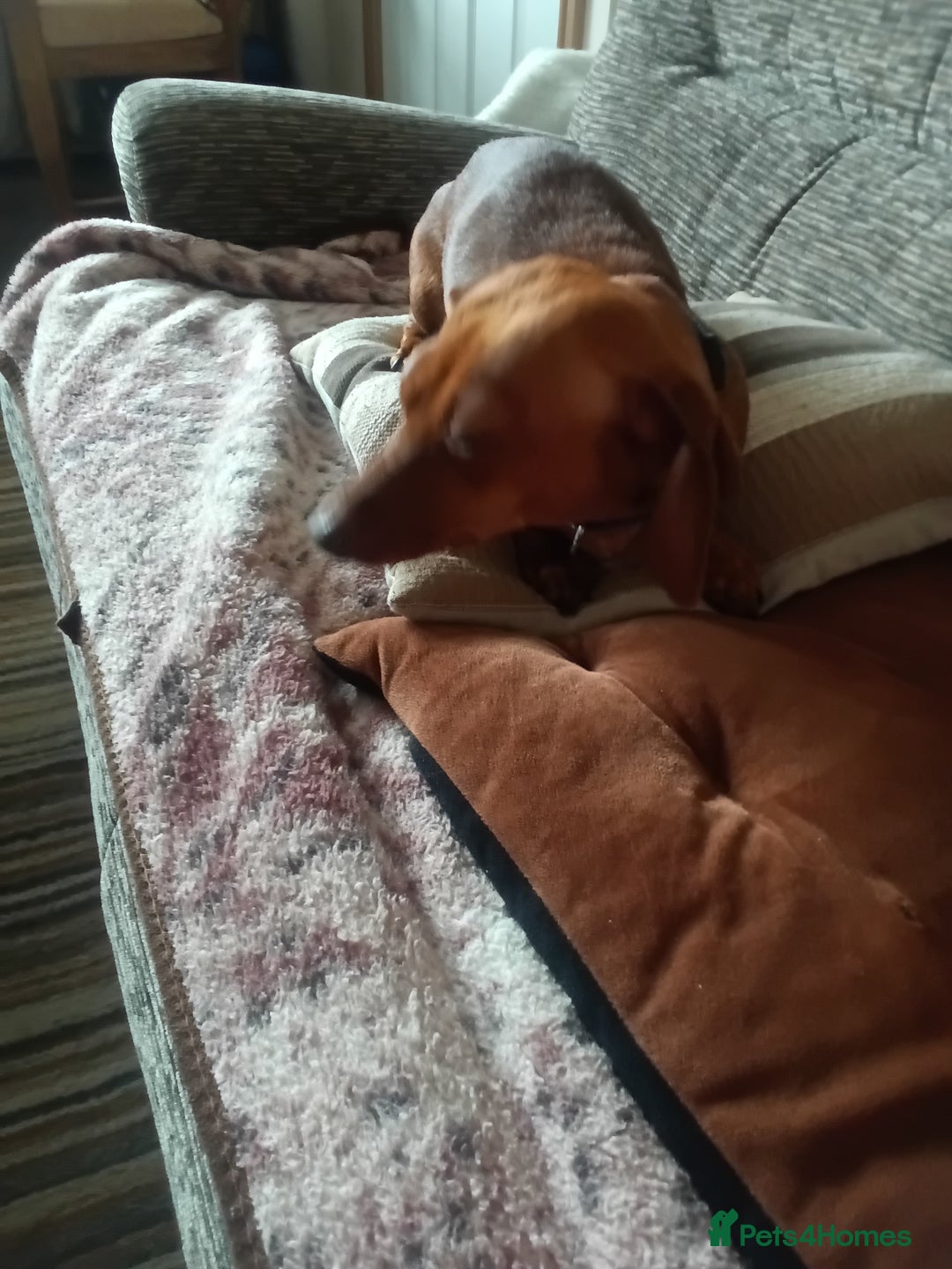 Dachshund dogs for sale: Beautiful mini Daschund  - Image 4