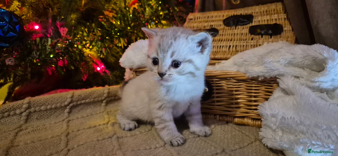 Bengal cats for sale: Bengal x British short hair - Advert 13