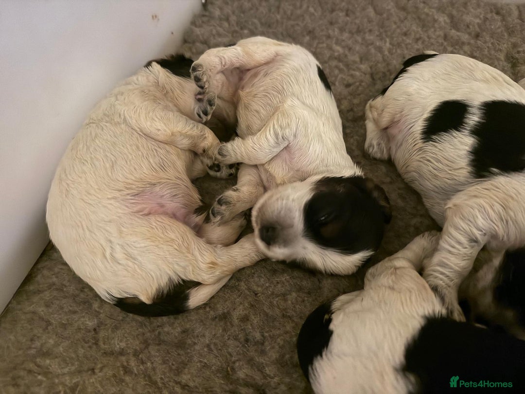 Cocker Spaniel dogs for sale: Blue roan kc register health tested pups - Advert 2