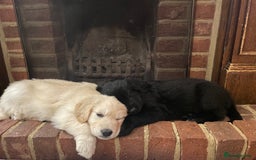 Mixed Breed dogs for sale: Golden Shepherd Puppies for Sale - Image 14