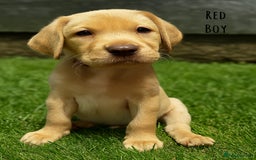 Labrador Retriever dogs for sale: Kc Registered Labradors ready to leave now - Image 8
