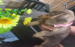 Miniature Dachshund dogs for sale: REDUCED Mini Isabella/tan Dachshunds  VACCINATED - Image 29