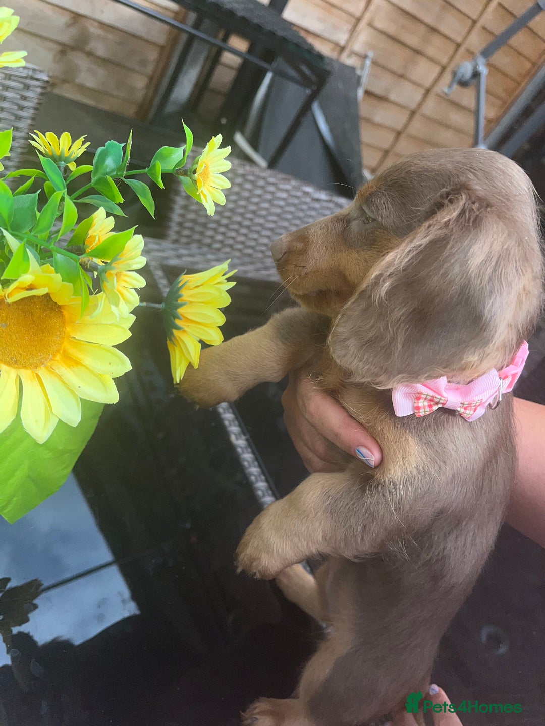 Miniature Dachshund dogs for sale: REDUCED Mini Isabella/tan Dachshunds  VACCINATED - Image 29
